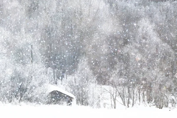 Засніжена зимовий ліс — стокове фото