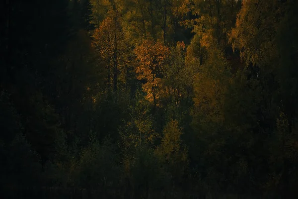 Foresta autunnale nel campo — Foto Stock