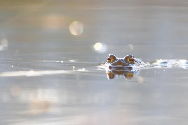 Malá žába do vody — Stock fotografie