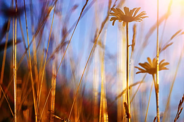 Fleurs poussant sur une prairie verte — Photo