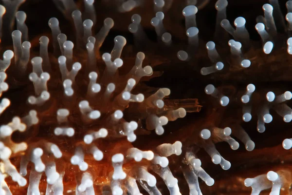 Cogumelo de coral em uma árvore — Fotografia de Stock