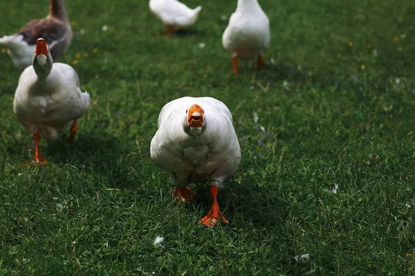 Gänse auf einem Bauernhof an einem Tag — Stockfoto