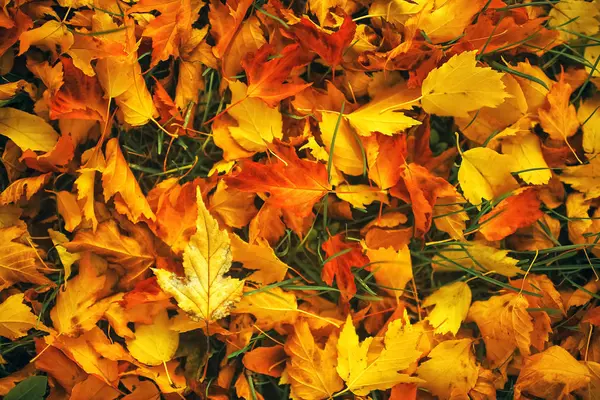Загублені листя самотні землі — стокове фото