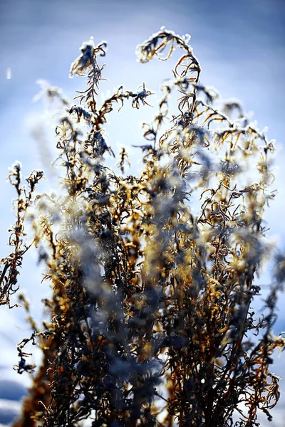 Det frusna gräset i frosten — Stockfoto