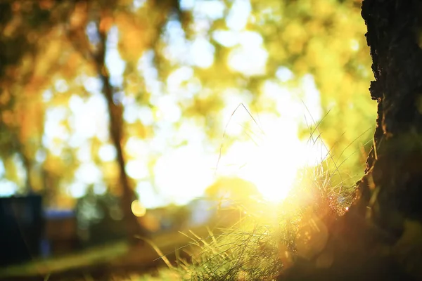 Солнечная погода в осеннем парке — стоковое фото