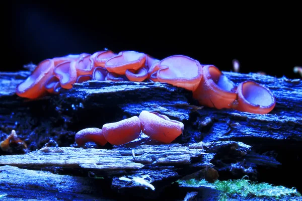 Mushrooms  in the autumn forest — Stock Photo, Image