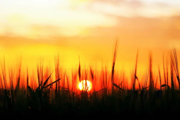 Herbe dans le champ au coucher du soleil — Photo