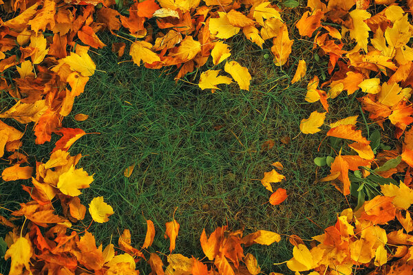 Fallen leaves lon the ground