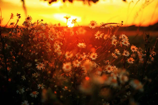 Grama no campo ao pôr-do-sol — Fotografia de Stock