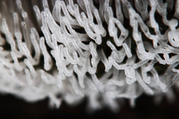 Коралловый гриб на дереве
