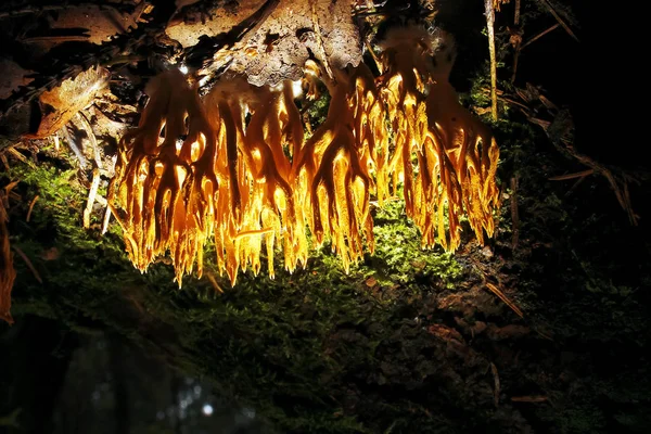 Cogumelos na floresta de outono — Fotografia de Stock