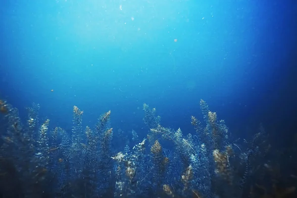 海底海藻和珊瑚 — 图库照片