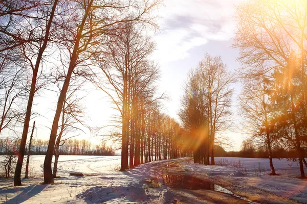Алея в зимовому парку — стокове фото