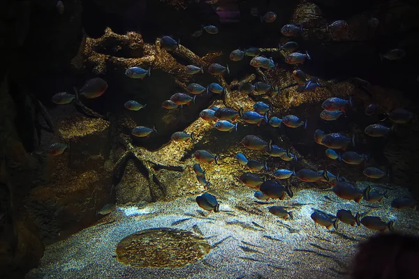 Unterwasserwelt und ihre Bewohner — Stockfoto