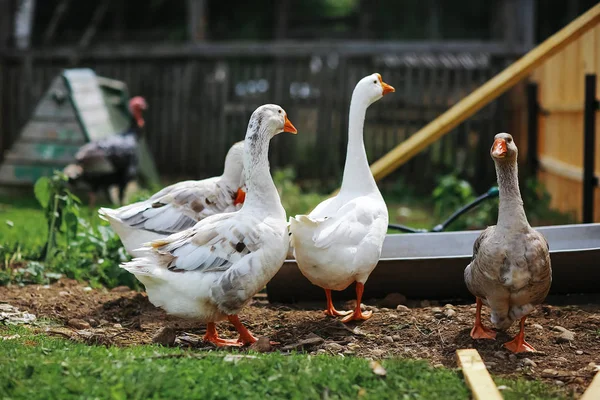 Gänse an einem sonnigen Tag — Stockfoto