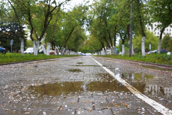 Leere Straße durch den Wald — Stockfoto