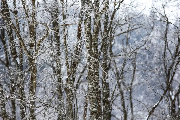 Karla kaplı kış ormanı — Stok fotoğraf