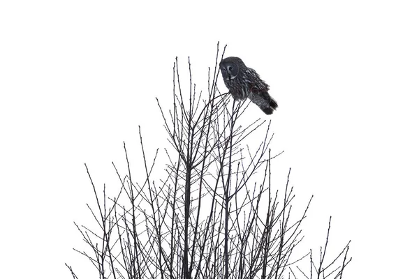 Bagoly madár a fa — Stock Fotó
