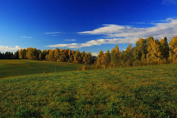 Bosque de otoño en el campo — Foto de Stock