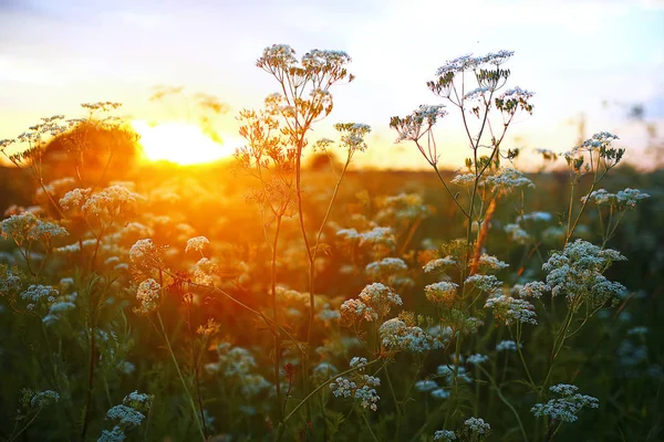 Herbe dans le champ dans la soirée — Photo