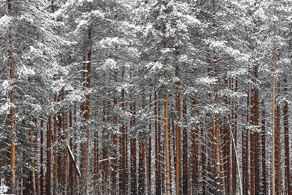 Forêt hivernale enneigée — Photo