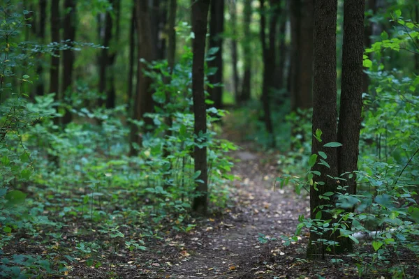 Caminho através da vegetação florestal — Fotografia de Stock