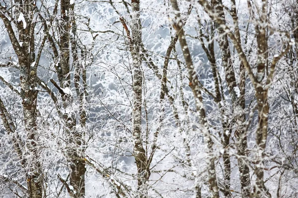 Bosque de invierno cubierto de nieve — Foto de Stock