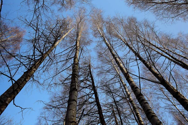 Drzewa bez liści i błękitne niebo — Zdjęcie stockowe