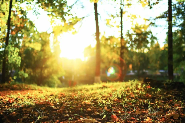 Sonbahar park güneşli havalarda — Stok fotoğraf