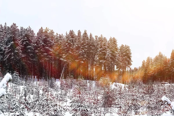 Зимний лес, покрытый снегом — стоковое фото