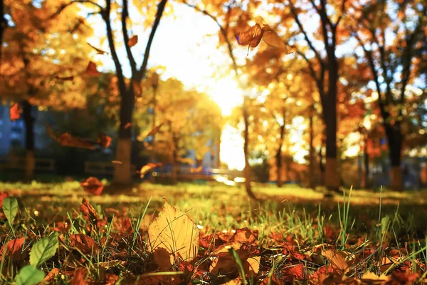 Sunny weather in autumn park — Stock Photo, Image