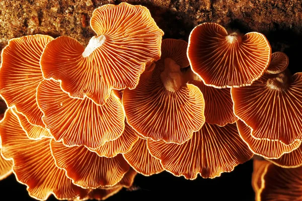 Champignons dans la forêt d'automne — Photo