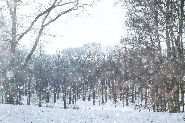 Belo parque de Inverno — Fotografia de Stock