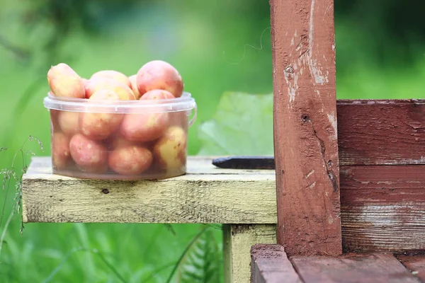 Raw young potatoes — Stock Photo, Image