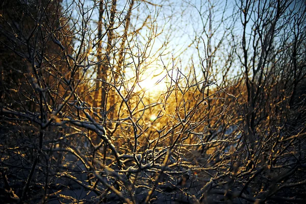 A grama congelada na geada — Fotografia de Stock
