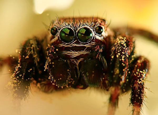 Insekt, Spinne, Makro — Stockfoto