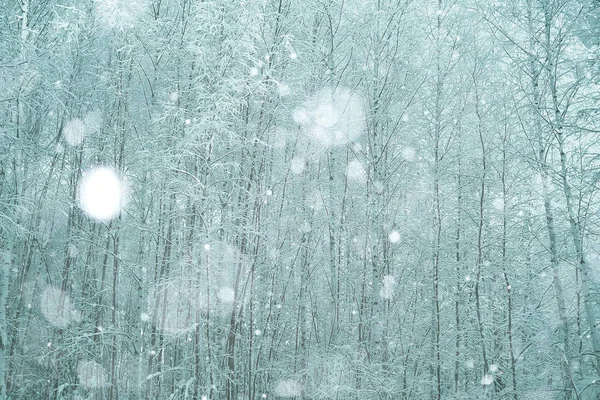 Winter berken bomen — Stockfoto