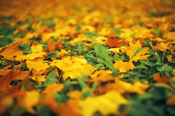 Feuilles tombées sur le sol — Photo