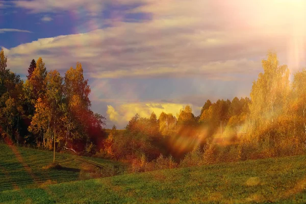 Осенний лес в поле — стоковое фото