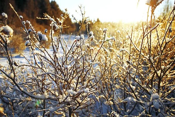 霜冻中的冰冻草 — 图库照片
