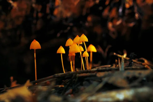 Setas en el bosque de otoño —  Fotos de Stock