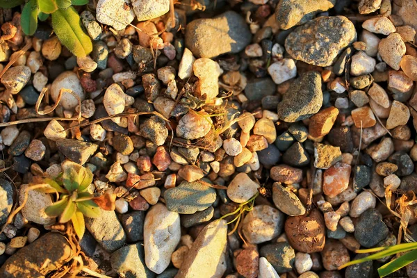 Bunte kleine Kieselsteine mit Gras — Stockfoto