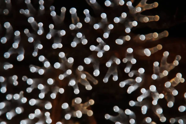 Cogumelo de coral em uma árvore — Fotografia de Stock