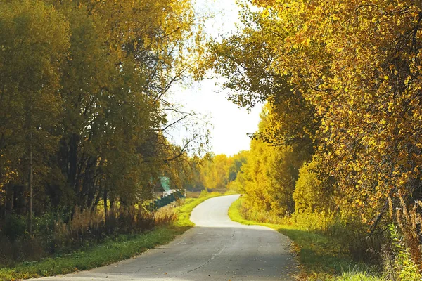 Кущі, що ростуть у полі — стокове фото