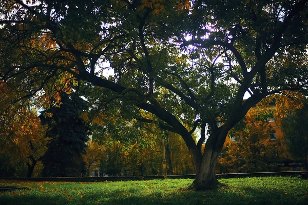 Bomen in het herfstpark — Stockfoto