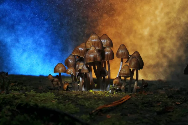 Mushrooms  in the autumn forest — Stock Photo, Image