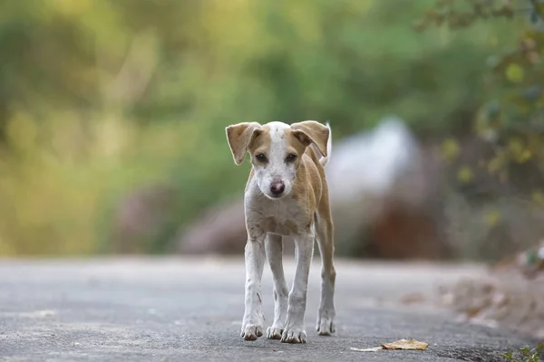 Одинокий щенок на пустой дороге — стоковое фото