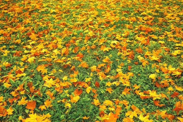 Lehullott levelek lon a földön — Stock Fotó