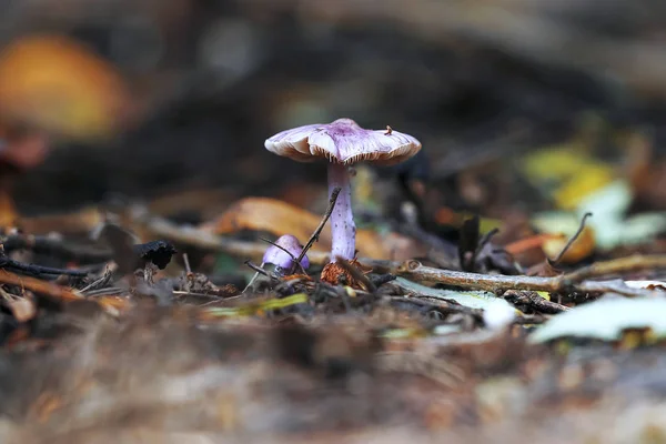 Mushroom  in the autumn forest — Stock Photo, Image