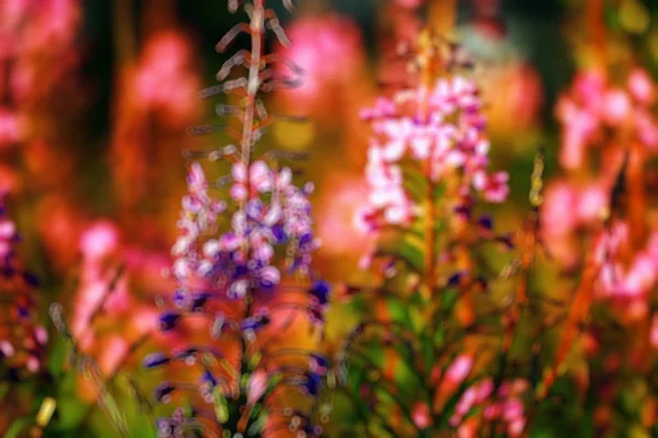 Blommig suddig bakgrund — Stockfoto